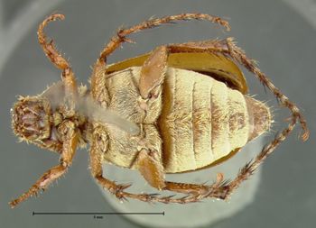 Media type: image;   Entomology 3229 Aspect: habitus ventral view